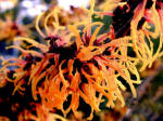 Spectacular orange flowers on this variety of Hamamelis - The Witch Hazel.